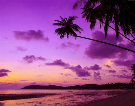 Download Sand Beach Nature Cloud Palm Tree Purple Sky Photography ...