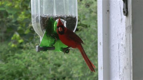 The Unique Cardinal Feeder. Selective bird feeding. Texas. - YouTube