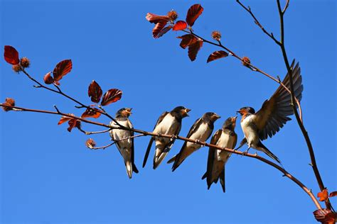 Oiseaux migrateurs | Fête de la Nature