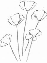 Poppy Drawing Template At GetDrawings  Free Download sketch template