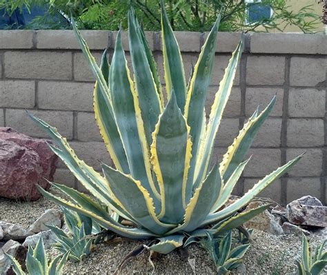 Agave Americana, Marginata, Variegated, Century Plant, Agave, Cactus ...