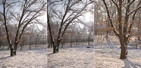 Snow-covered Tree Branches. Beautiful Winter Landscape with Snow Covered Trees Stock Photo ...