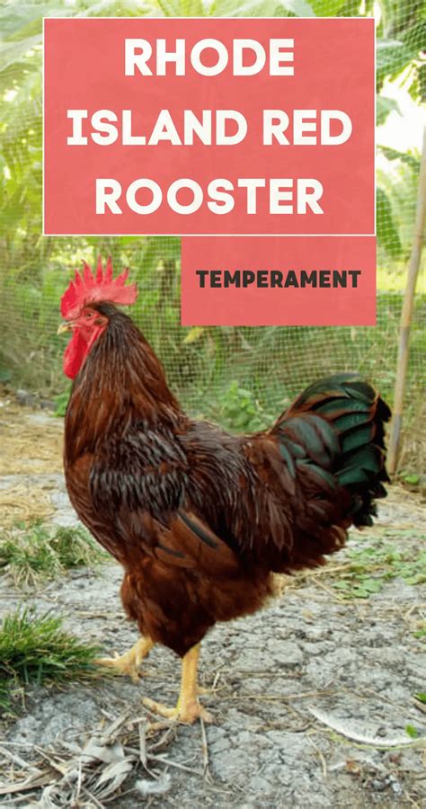 Rhode-Island-Red-Rooster-Temperament-1000-×-1900-px-1 — Types of Chicken