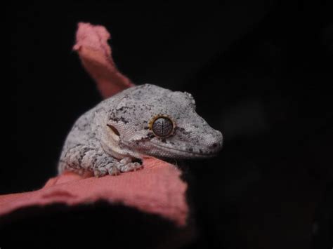 10 Gorgeous Gargoyle Gecko Morphs