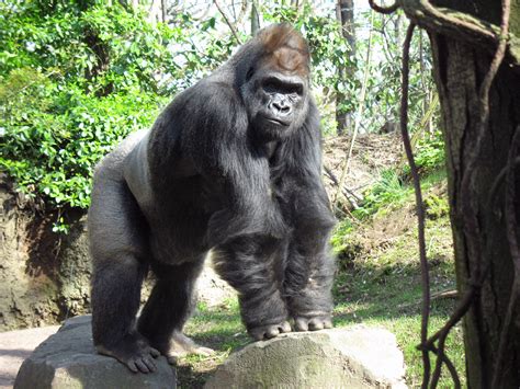 File:Gorilla bronx zoo anagoria.JPG - Wikimedia Commons