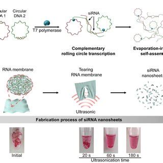 Functional siRNA sequence and the mechanism of RNAi without off-target... | Download Scientific ...