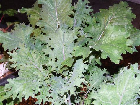 Kale-Red Russian | Aquaponic Lynx LLC