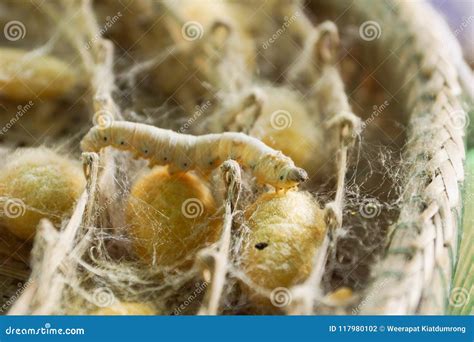 Silk worm on silk cocoon stock photo. Image of closeup - 117980102