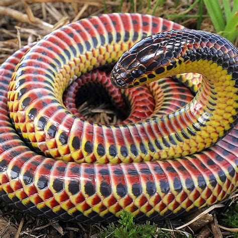 Rare Rainbow Snake Spotted In Florida For The First Time Since 1969