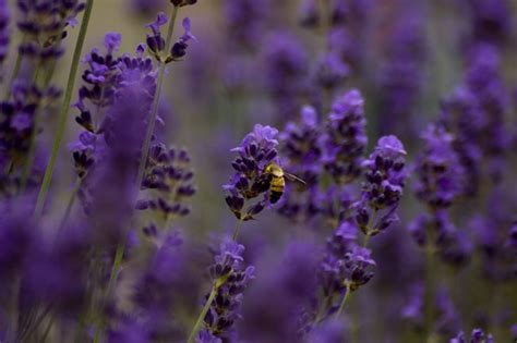 Bee in lavender Free Photo Download | FreeImages