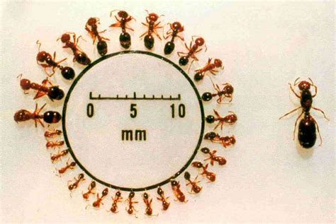 نمل النار (Fire Ants) بالصور + مقطع مثير للدهشة في آخر الموضوع (سبحان ...