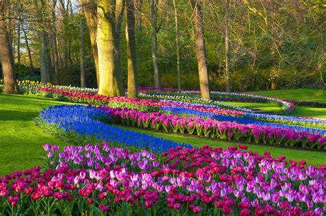 Tulip Garden In Amsterdam | Fasci Garden