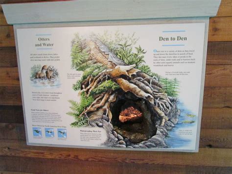 Northern Trail - River Otter Den » Woodland Park Zoo Gallery Woodland ...