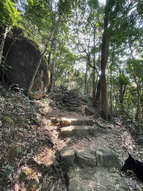 Tai Po Kau Forest Hike | Hike Hong Kong