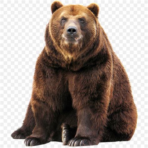 Grizzly Bear American Black Bear Polar Bear Alaska Peninsula Brown Bear, PNG, 900x900px, Bear ...