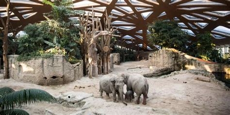 Zoo Zürich mit 1,2 Millionen Besucher