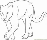 Baby Panther Coloring Pages sketch template