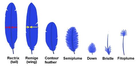 Different Types Of Bird Feathers