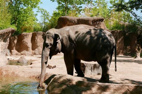 Josh and Joe Travels: St Louis Zoo and Forest Park