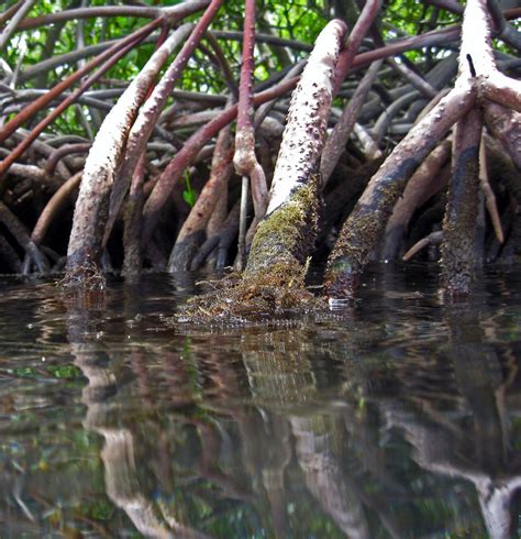 Rhizophora mangle - Red Mangrove