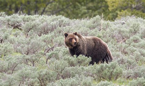 Grizzly Bear | Defenders of Wildlife