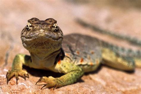 Characteristics of Squamates Reptiles