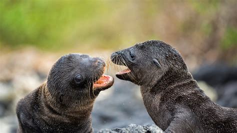 Two sea lion pups playing image - Free stock photo - Public Domain ...