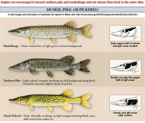 Muskie, Pike, or Pickerel? | eRegulations | Fish, Pike, Ice fishing