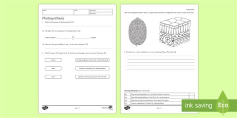 Photosynthesis Ks3 Worksheet Pdf - leadsgenerationmarketing