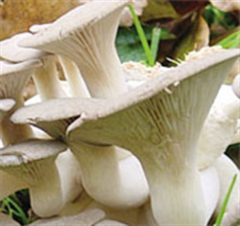 Blue/Grey Oyster Mushroom Box Oyster Mushroom Blue Grey pleurotus ostreatus Musrhoom Growing Kit ...