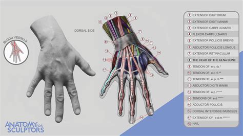 ArtStation - The dorsum of hand