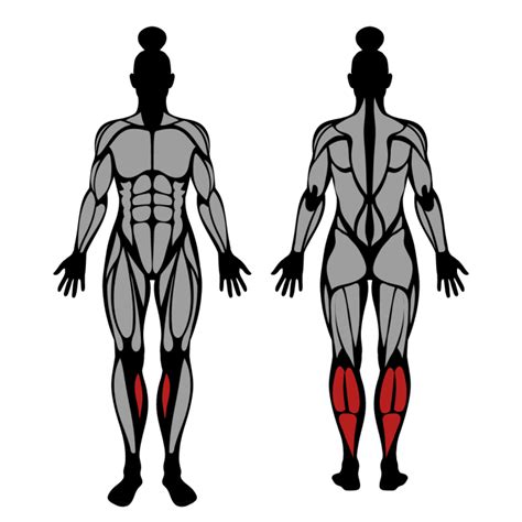 How to Do Seated Calf Raise: Muscles Worked & Proper Form – StrengthLog