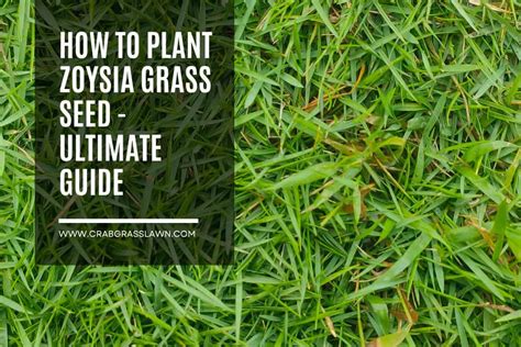 How To Plant Zoysia Grass Seed - Ultimate Guide | CrabgrassLawn