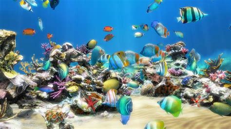 Coral Reef Live Wallpaper (59+ images)