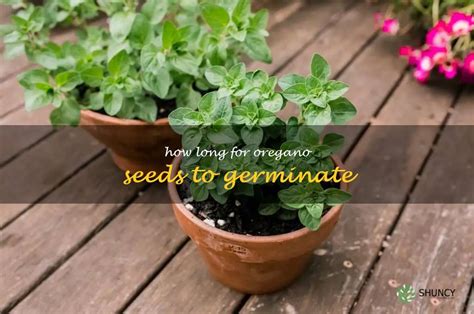 Discovering The Germination Time For Oregano Seeds | ShunCy