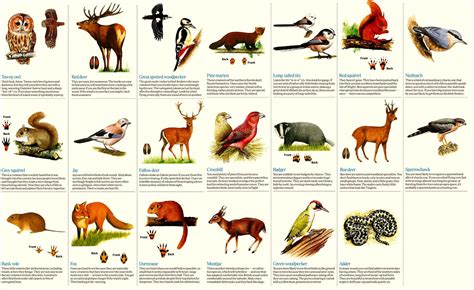 woodland animals birds | Woodland wildlife: How to see the creatures through the trees | The ...