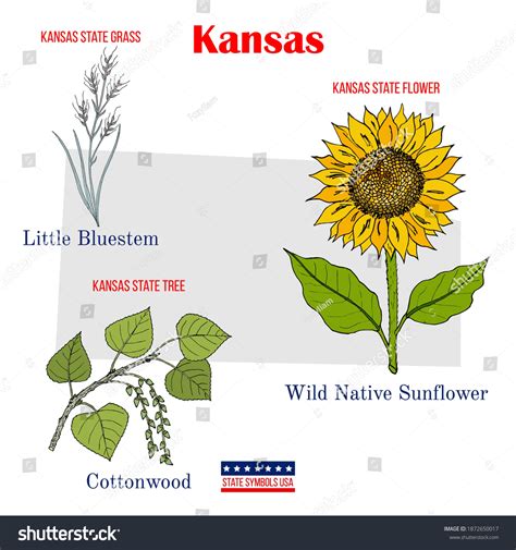 530 State Flower Kansas Images, Stock Photos & Vectors | Shutterstock