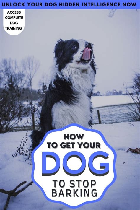 Pin on Dog Barking Training | Tips to Stop Dog Barking