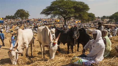 Sonepur Mela 2024 - Dates, History, Major Attraction