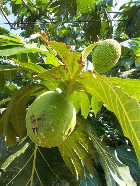 Discolored Breadfruit Leaves: Reasons For Yellow Or Brown Breadfruit Leaves