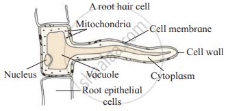 Long answer question. Describe structure of root hair - Biology ...