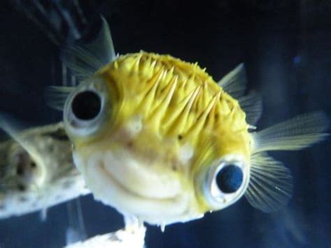 Gallery Of Smiling Adorable Baby Puffer Fish | Beautiful sea creatures ...