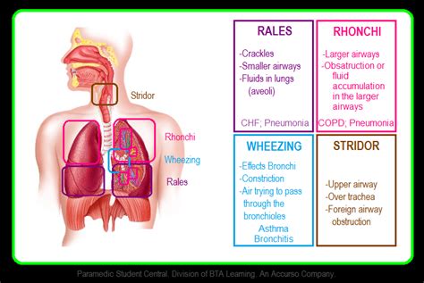 Bronchial Breath Sounds Causes - Katherine Taylor