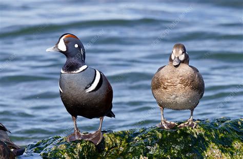 Harlequin Duck Pair - Stock Image - C017/2917 - Science Photo Library