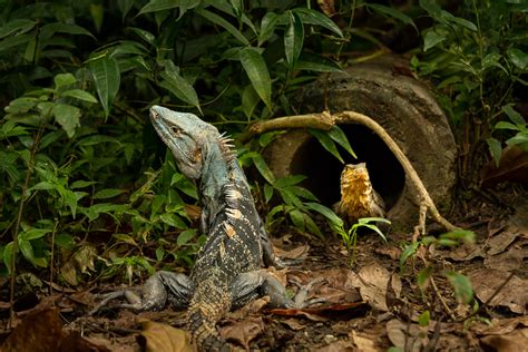 Top 5 Manuel Antonio Wildlife