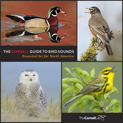 Be a Better Birder: How to Identify Bird Songs | Bird Academy • The Cornell Lab