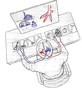 Split Brain Experiment