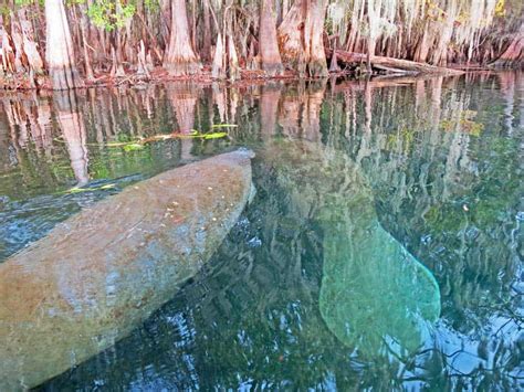 Fanning & Manatee Springs treasured for cabins, camping | Florida Rambler