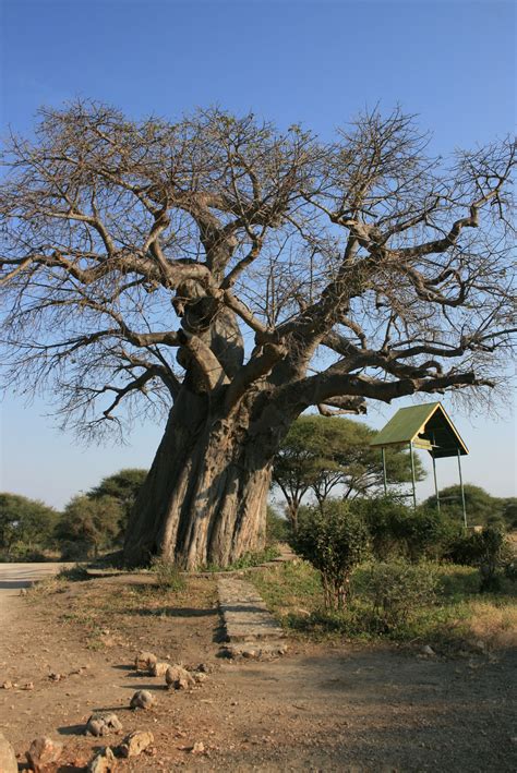 Baobab Tree, Tarangire National Park, Tanzania