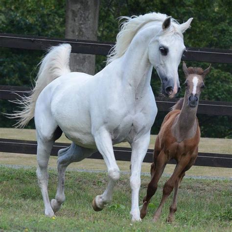 Gorgeous White Arabian Mare Cantering With Her Lovely Chestnut Foal ...